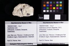 Foto (Objket + Etiketten) von Gastrosacus eminens (Blaschke, 1911) 